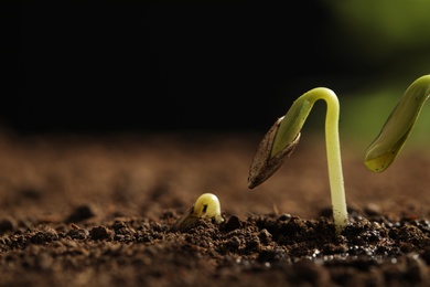 Photo of Little green seedlings growing in soil, closeup view. Space for text