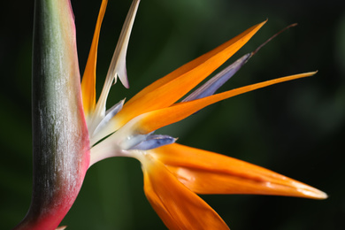 Photo of Bird of Paradise tropical flowers on blurred background, closeup