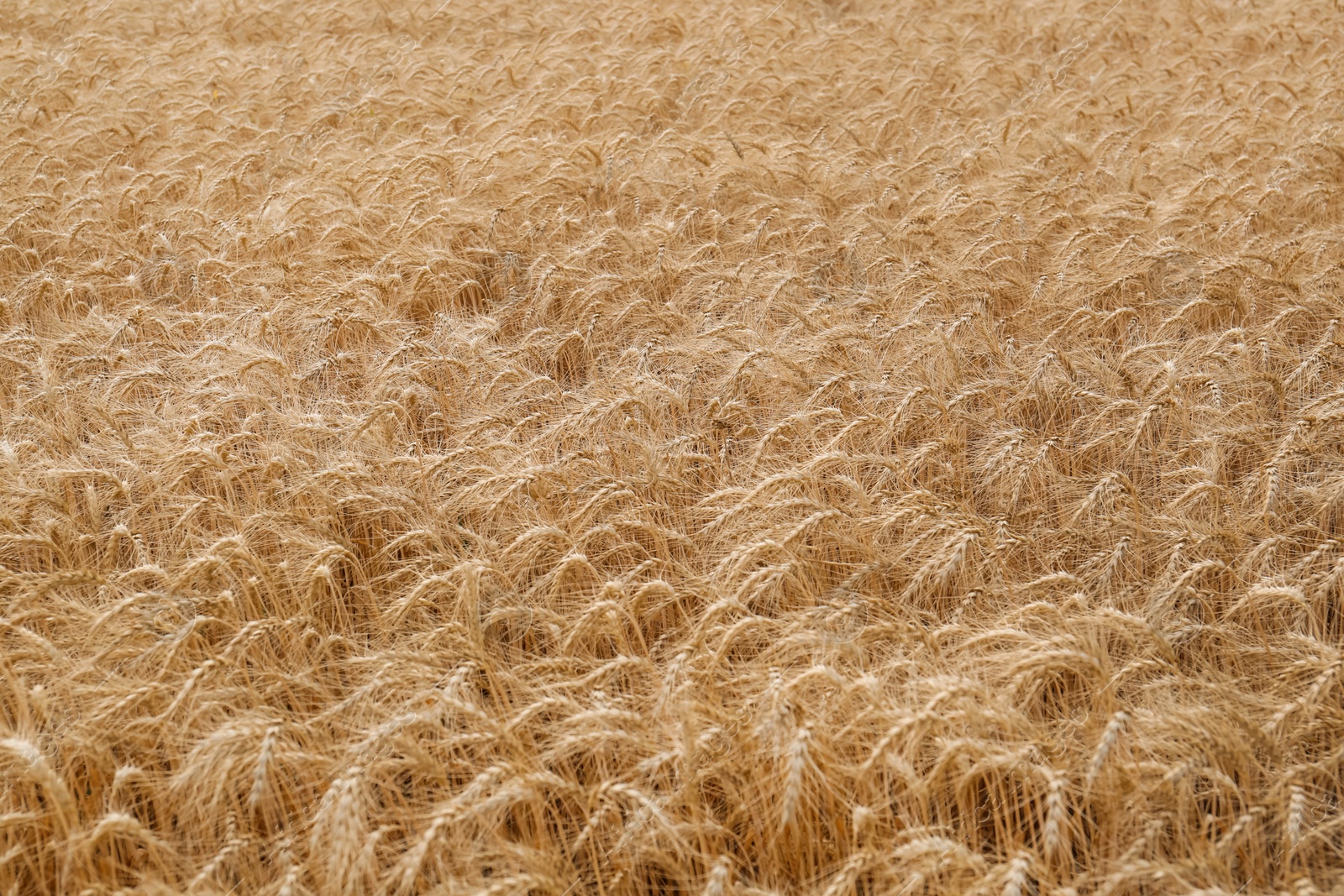 Photo of Beautiful view of agricultural field with ripe wheat spikes