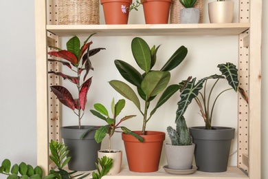 Different home plants on shelf near light wall