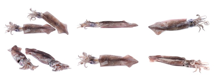 Image of Collage with fresh squids on white background