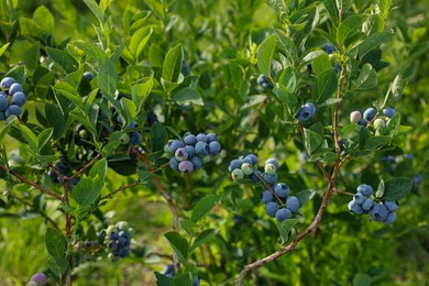 Bush of wild blueberry with berries growing outdoors