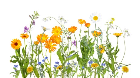 Colorful meadow flowers on white background, banner design