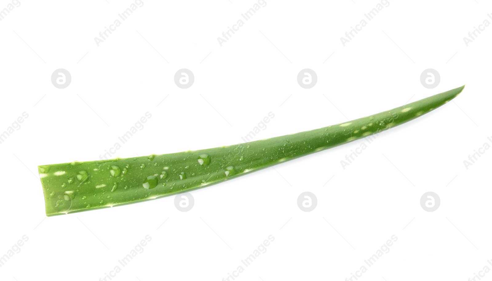 Photo of Aloe vera leaf on white background