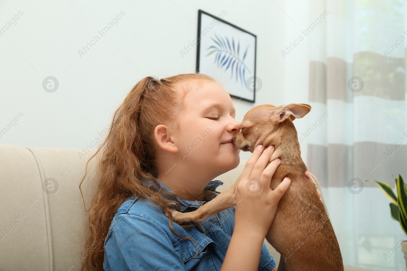 Photo of Cute little child with her Chihuahua dog at home. Adorable pet