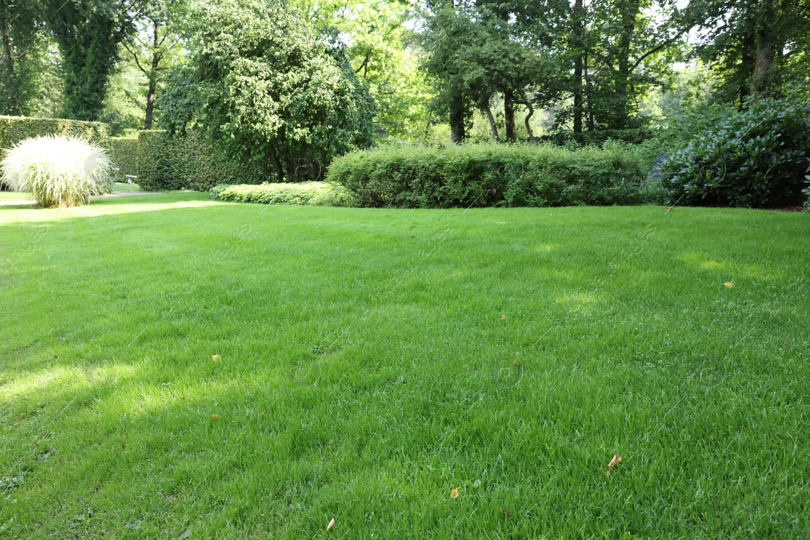 Photo of Beautiful view of green grass and bushes in garden on sunny day