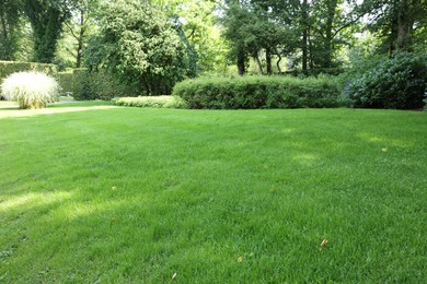 Photo of Beautiful viewgreen grass and bushes in garden on sunny day