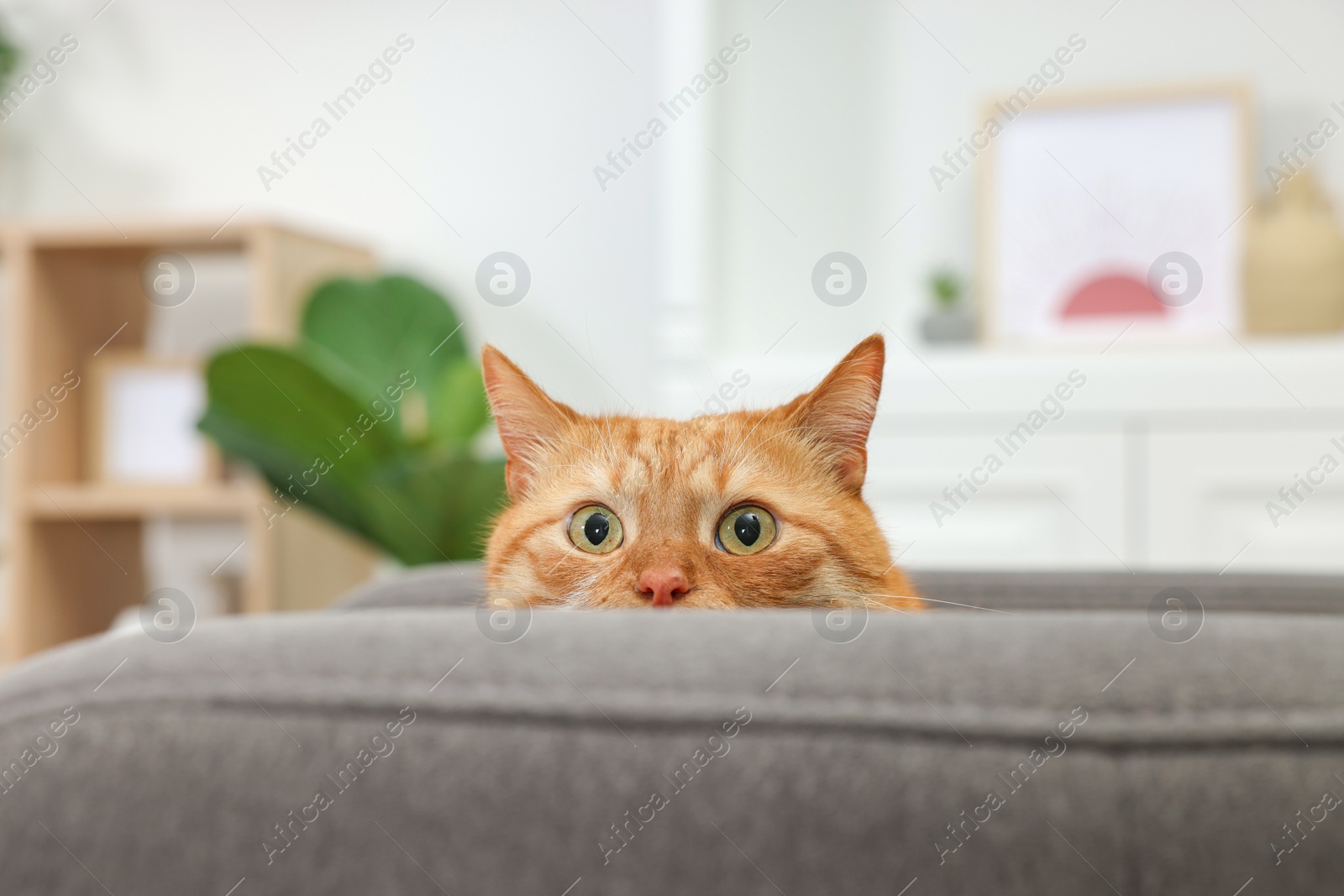 Photo of Cute ginger cat lying on armchair at home