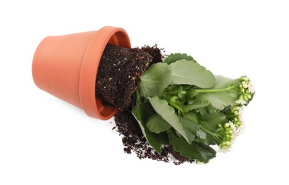 Photo of Overturned terracotta flower pot with soil and kalanchoe plant on white background, top view