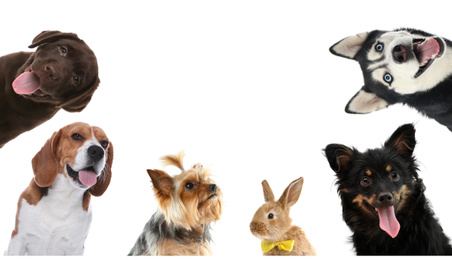 Image of Set with different cute pets on white background. Banner design