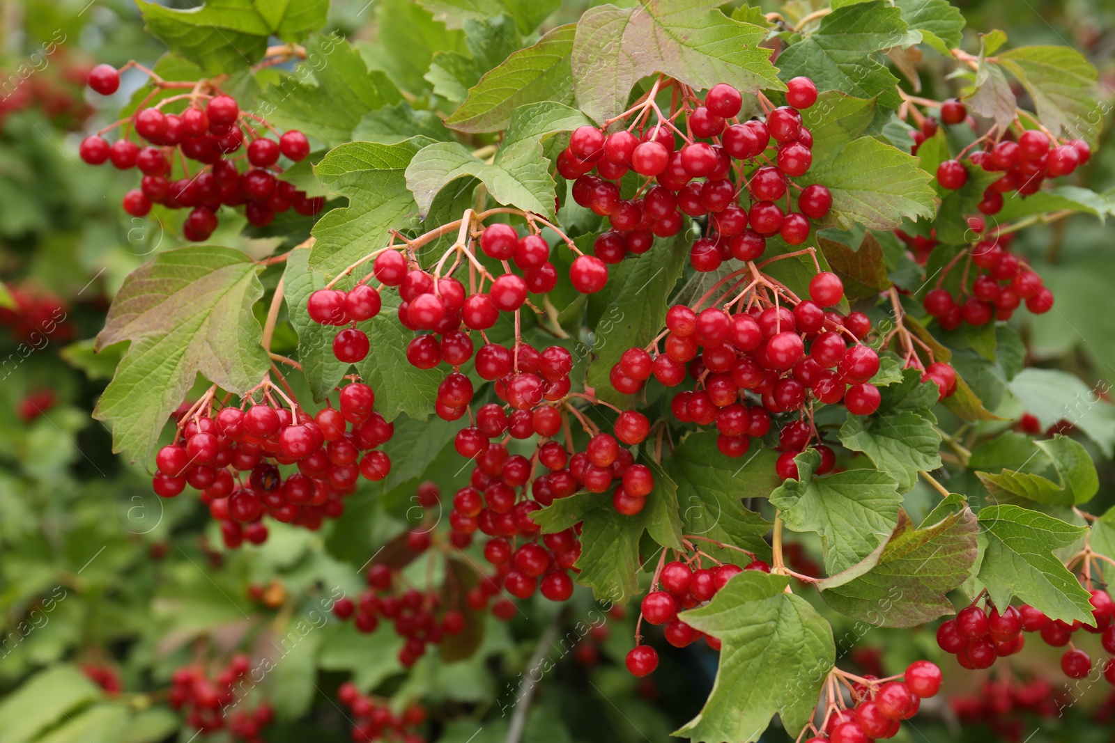 Photo of Beautiful viburnum shrub with ripe berries outdoors