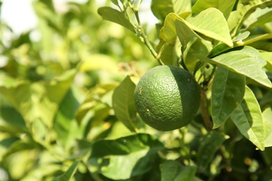 Unripe green tangerine growing on tree outdoors, closeup with space for text. Citrus fruit