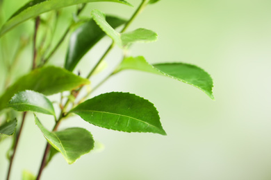 Green leaves of tea plant on blurred background, closeup. Space for text