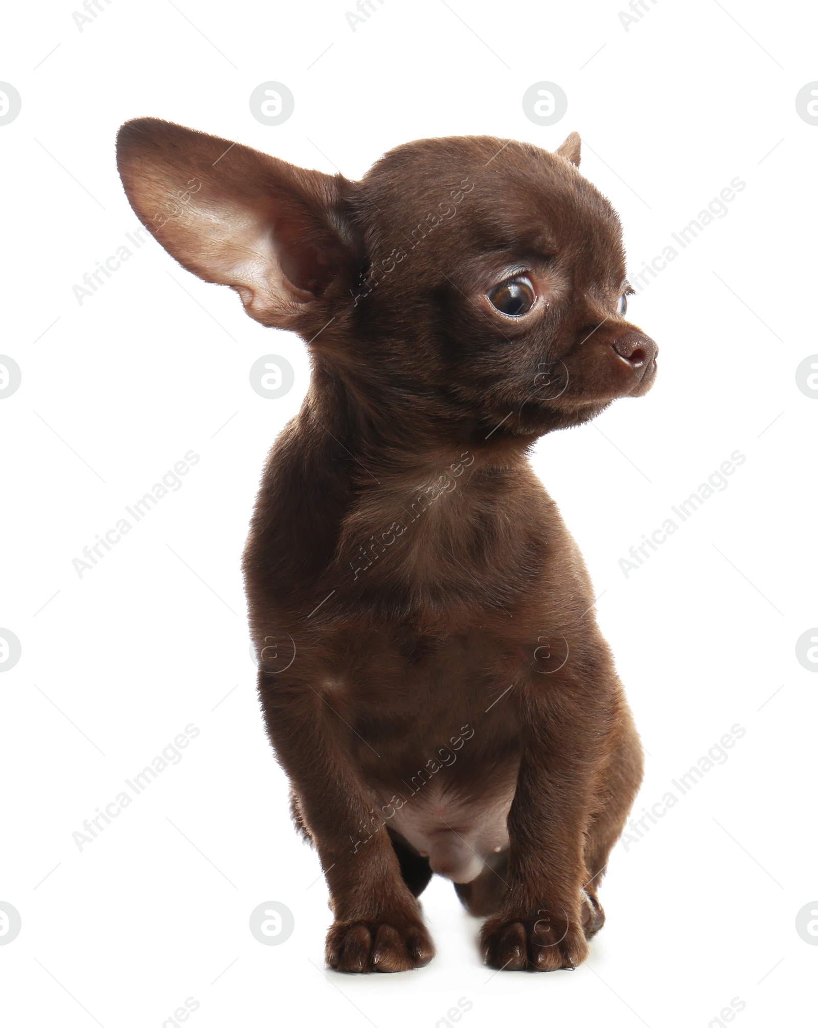 Photo of Cute small Chihuahua dog on white background