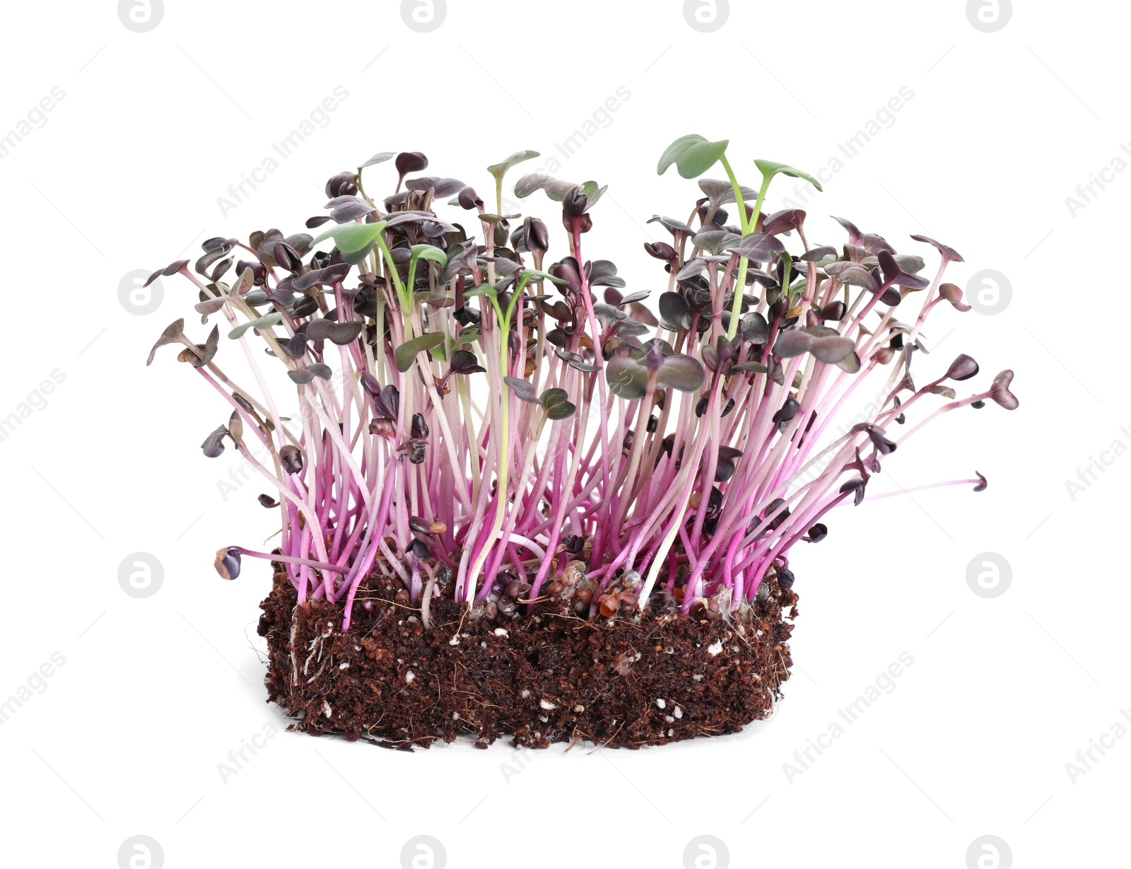 Photo of Fresh organic microgreen seeds on white background