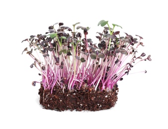 Fresh organic microgreen seeds on white background