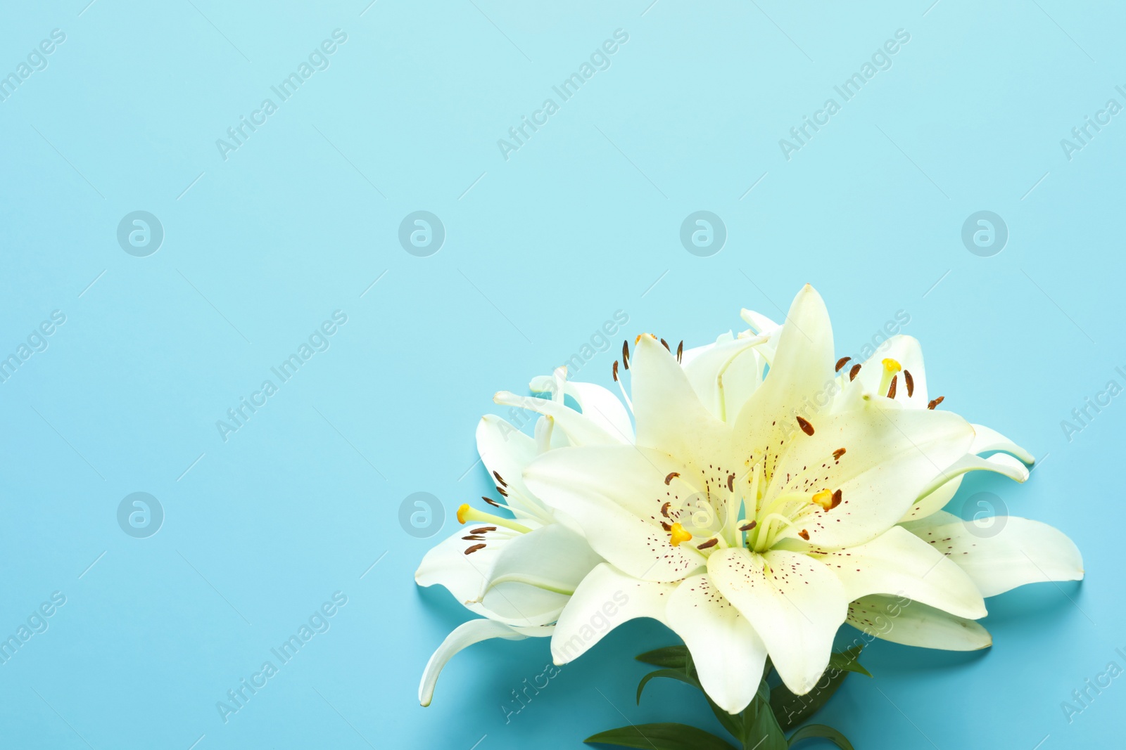 Photo of Composition with beautiful blooming lily flowers on color background