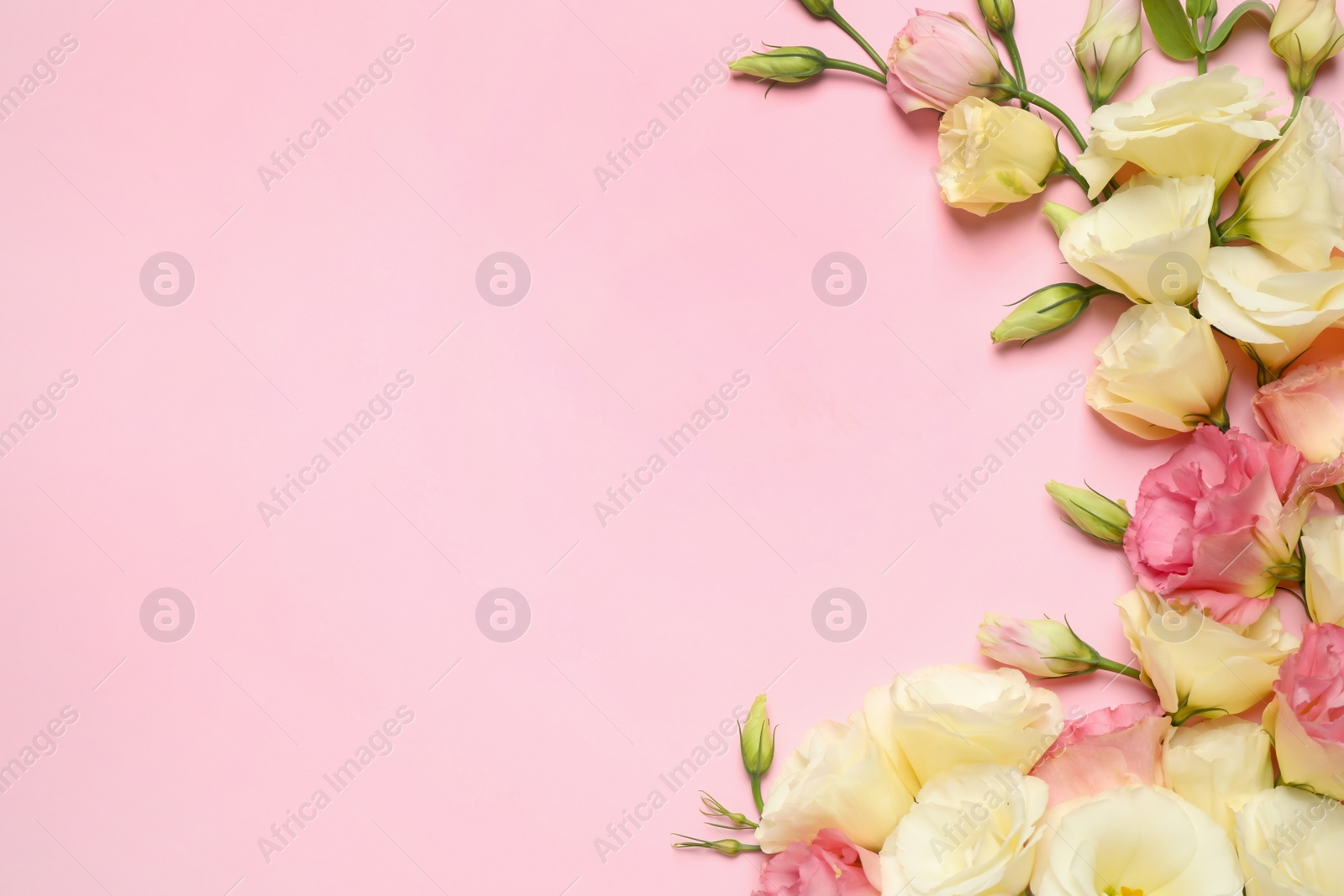 Photo of Beautiful Eustoma flowers on pink background, flat lay. Space for text