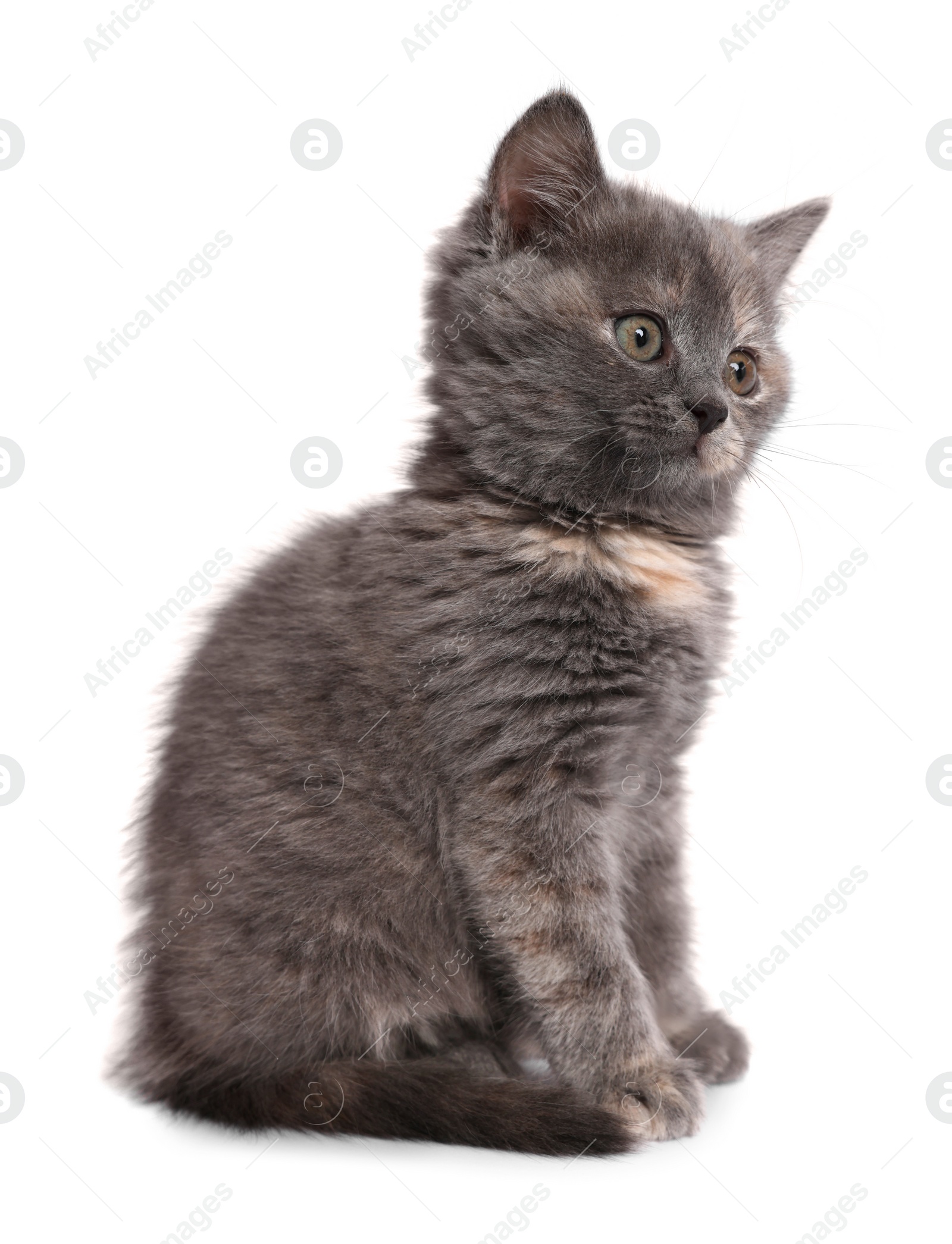 Photo of Cute fluffy kitten on light grey background