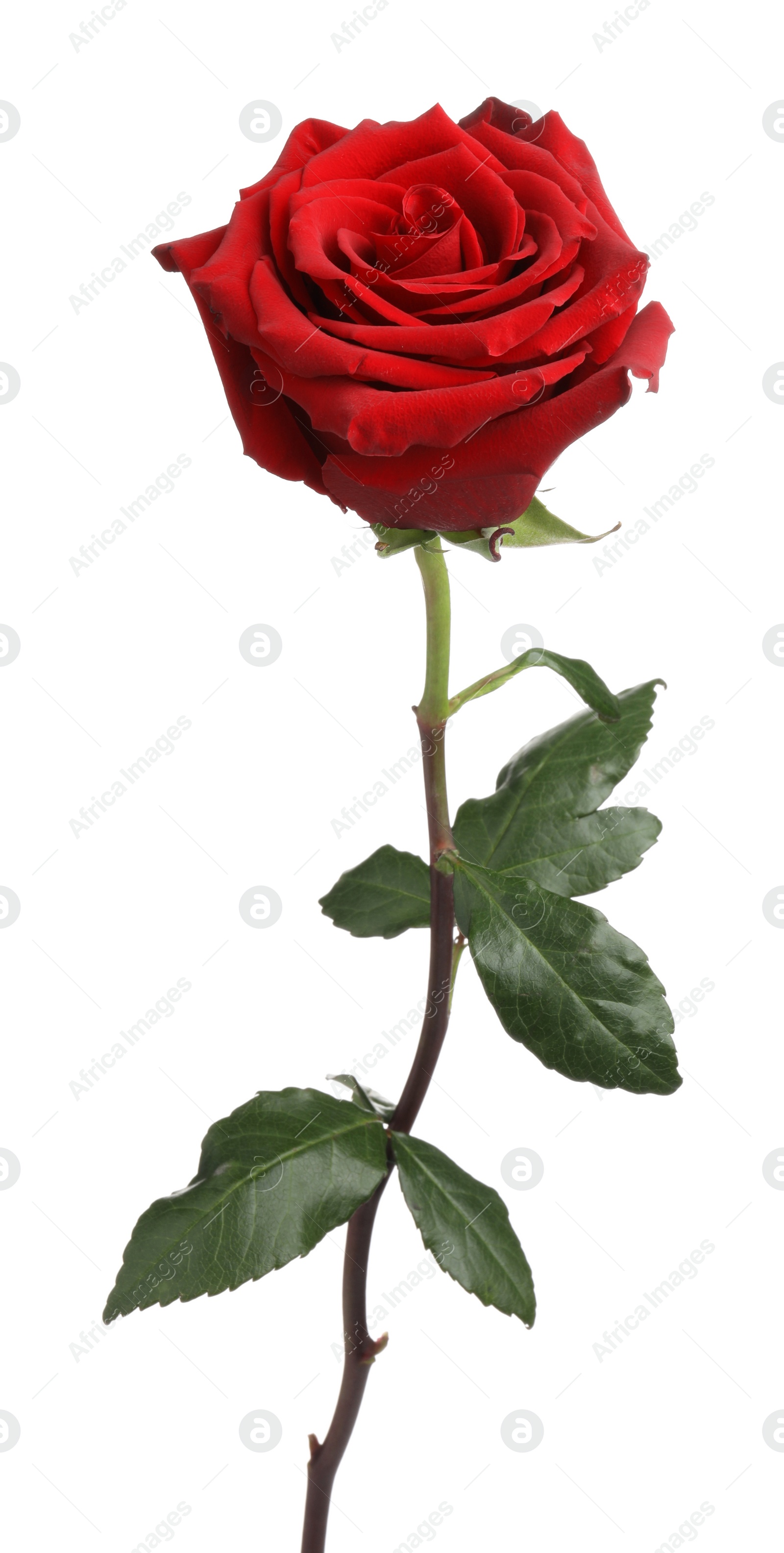 Photo of Beautiful fresh red rose isolated on white