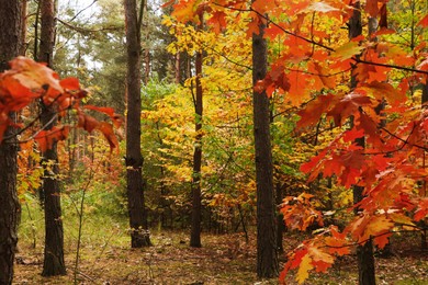 Photo of Beautiful trees with colorful leaves in forest. Autumn season