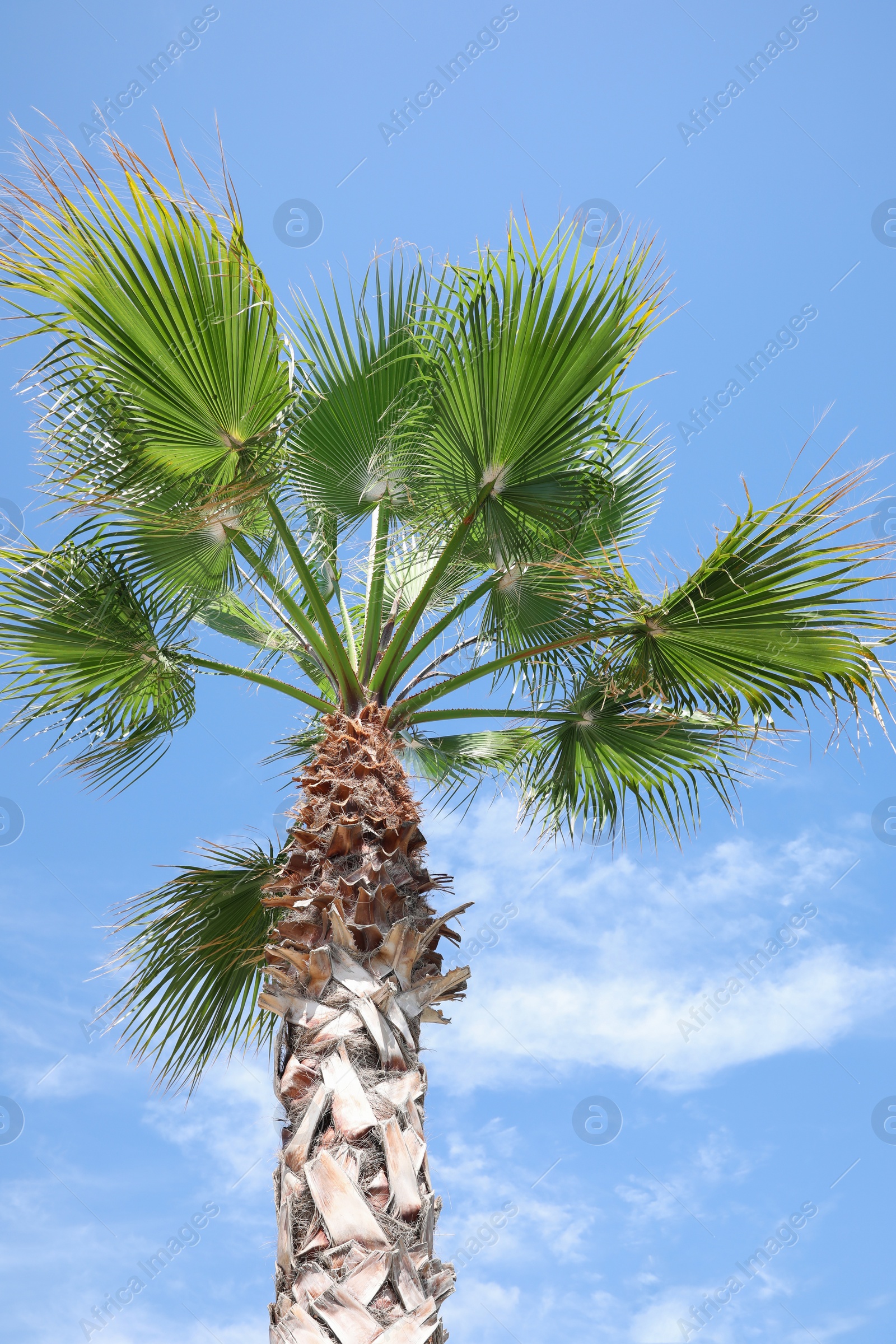 Photo of Beautiful palm tree outdoors on sunny summer day, low angle view