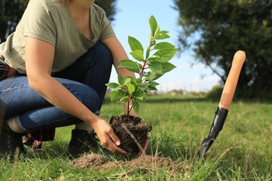 Woman planting young green tree in garden, closeup