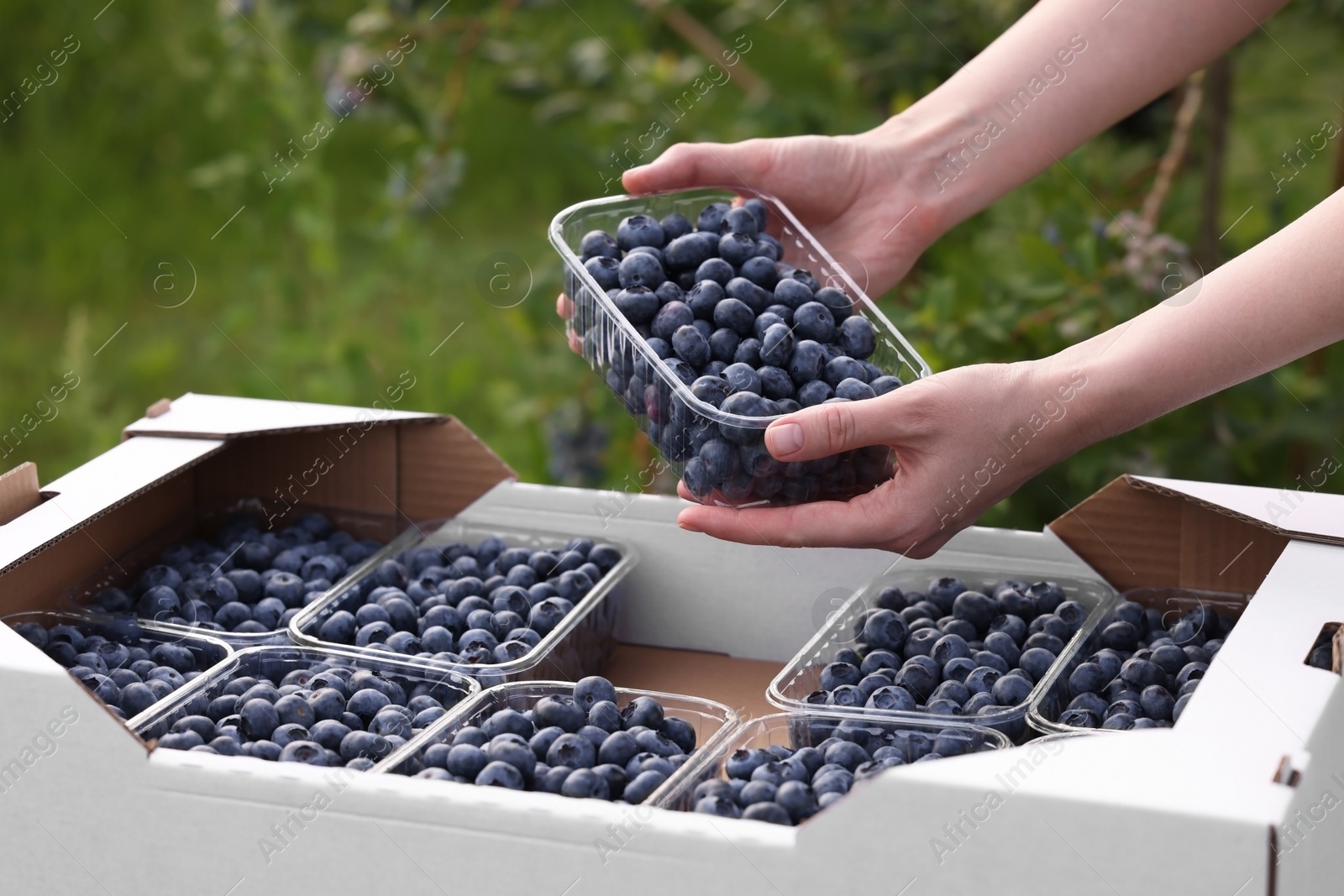 Photo of Woman with containers of fresh blueberries outdoors, closeup. Seasonal berries