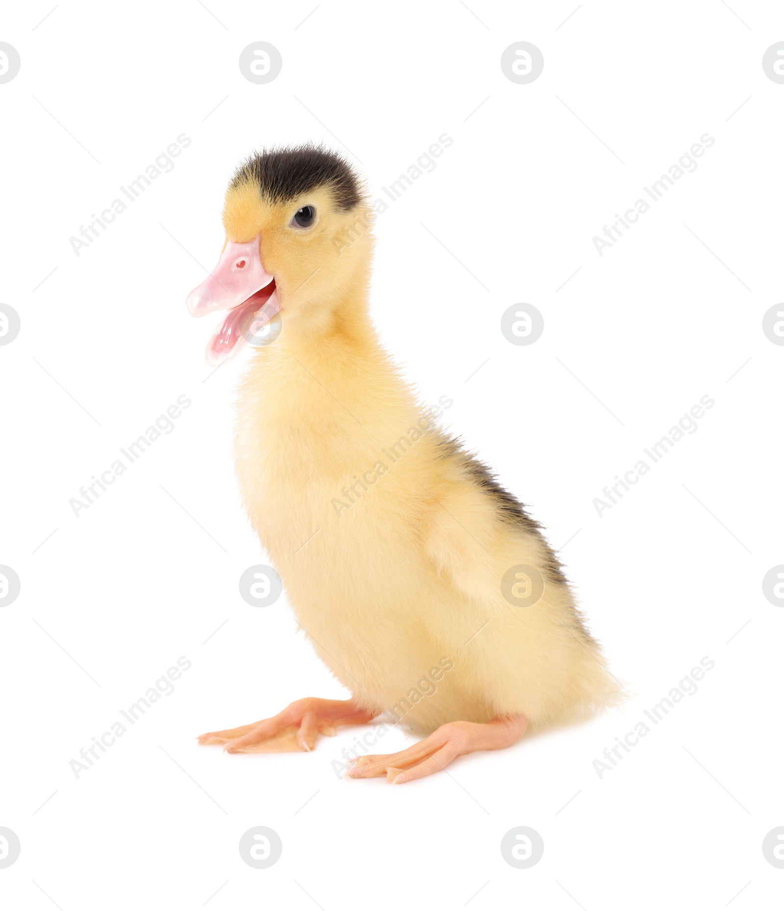 Photo of Baby animal. Cute fluffy duckling on white background