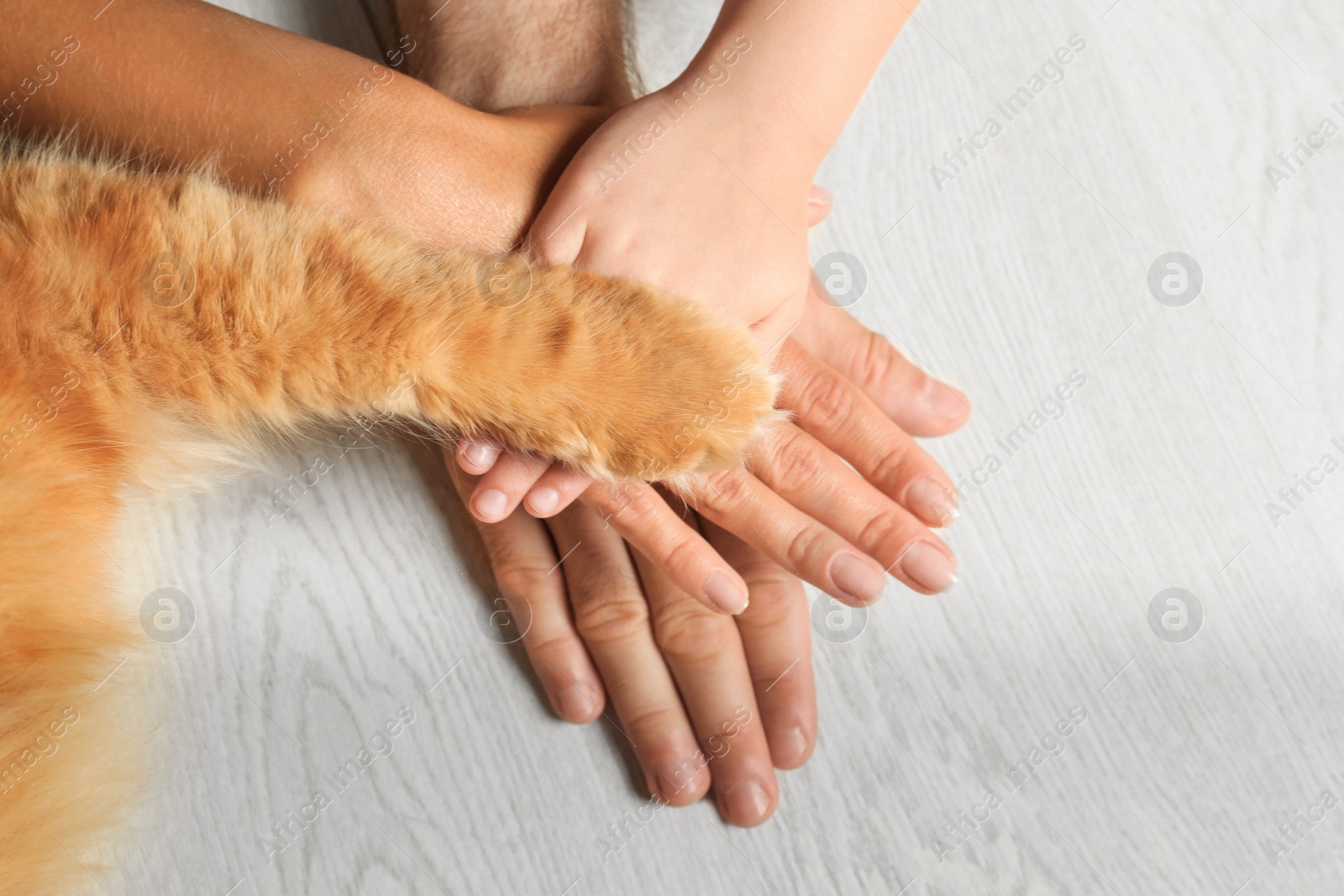 Photo of Closeup of family and cat holding hands together on light wooden floor, top view. Space for text