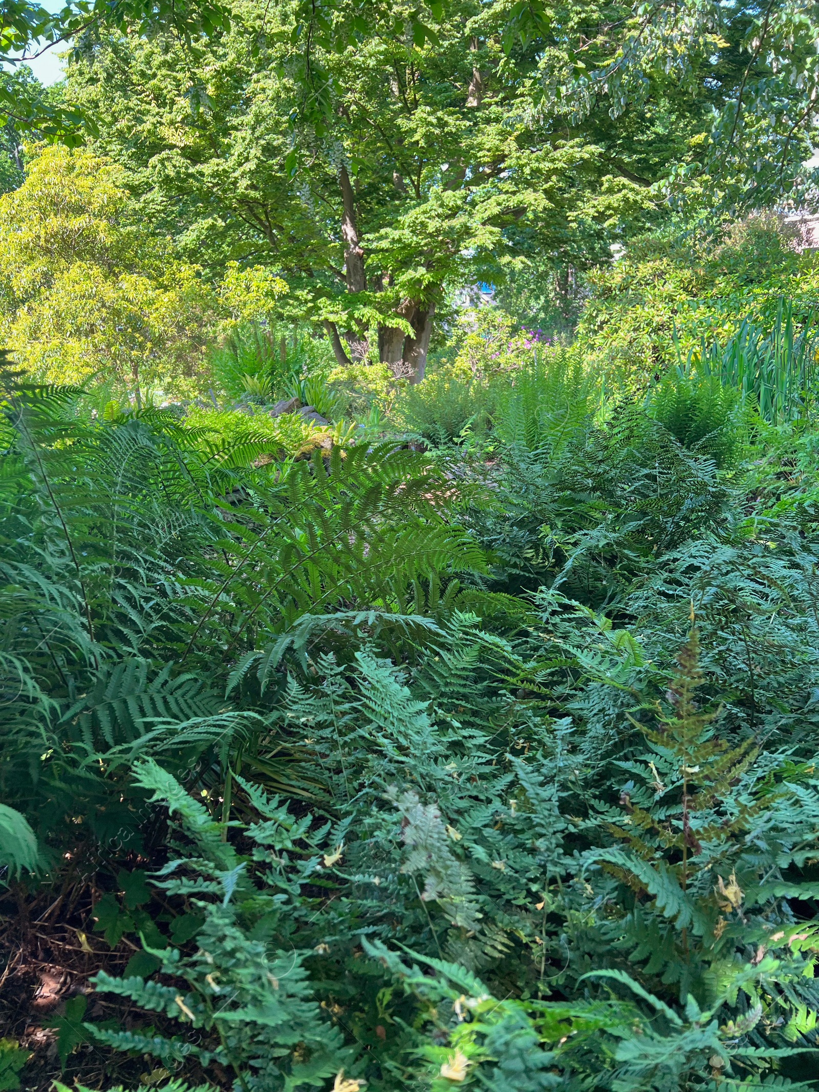 Photo of Beautiful fern plants growing outdoors on summer day