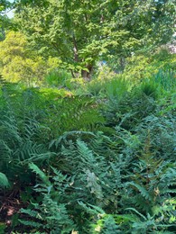 Beautiful fern plants growing outdoors on summer day