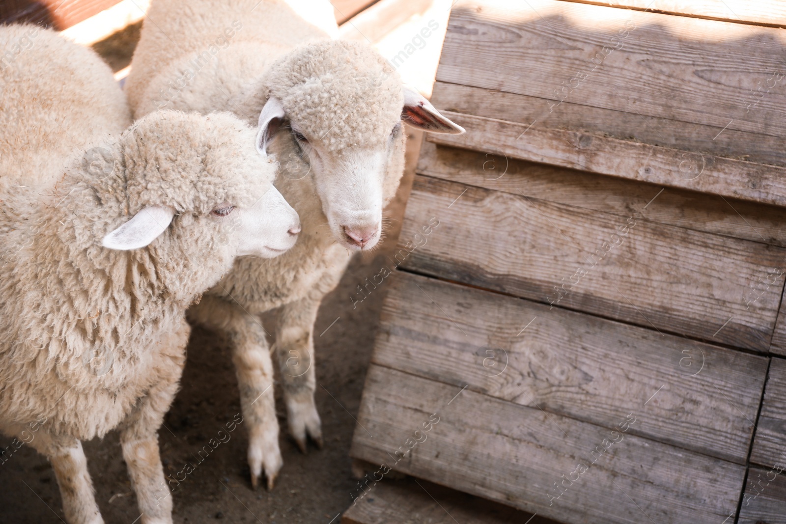 Photo of Cute funny sheep on farm. Animal husbandry