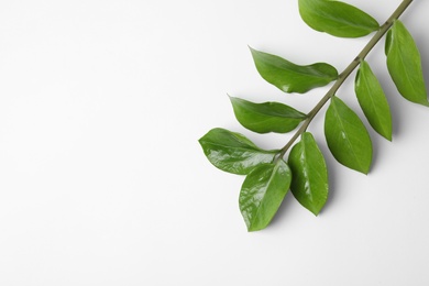 Tropical zamioculcas plant branch with leaves on white background