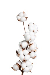Photo of Beautiful dried cotton branch with fluffy flowers isolated on white