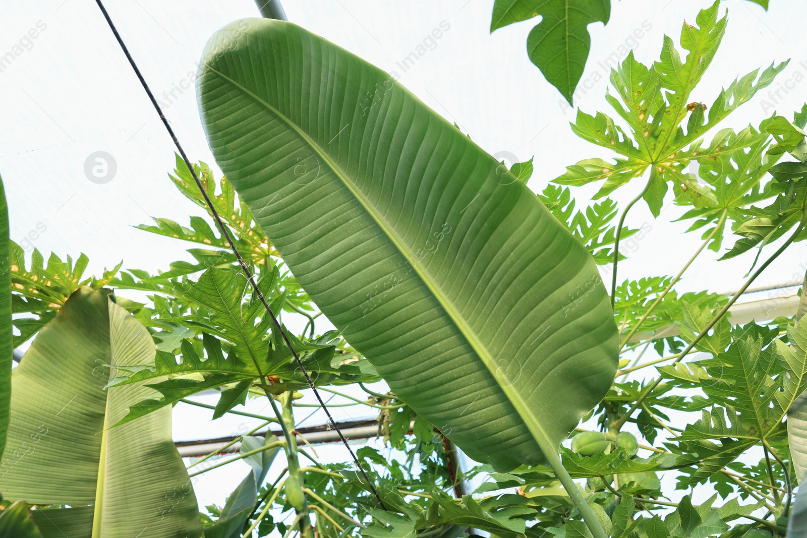 Photo of Many different beautiful plants growing in greenhouse, low angle view