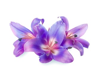 Image of Amazing lily flowers in blue and violet colors isolated on white