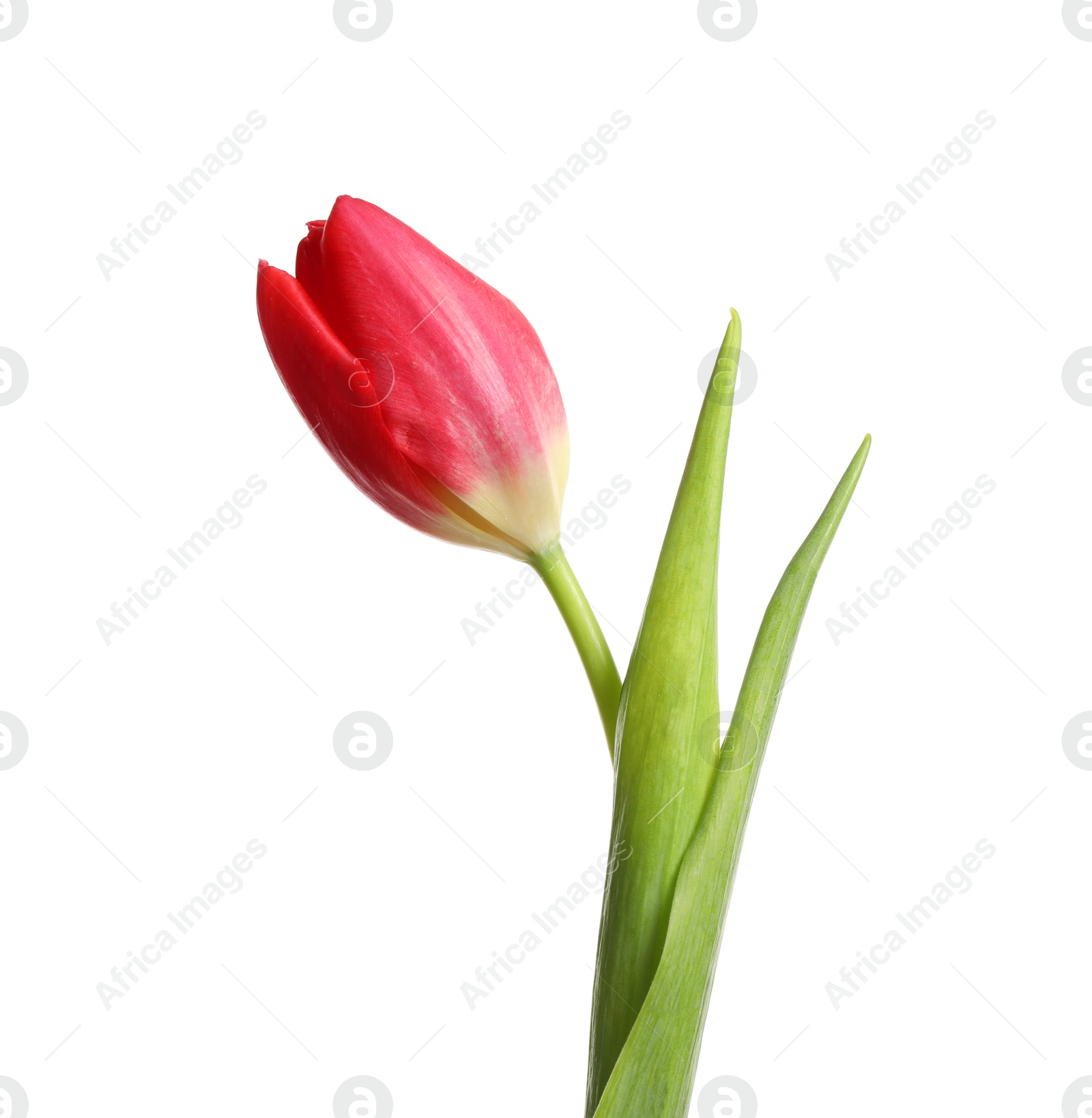 Photo of Beautiful tender spring tulip isolated on white