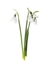 Photo of Beautiful snowdrops on white background. Spring flowers