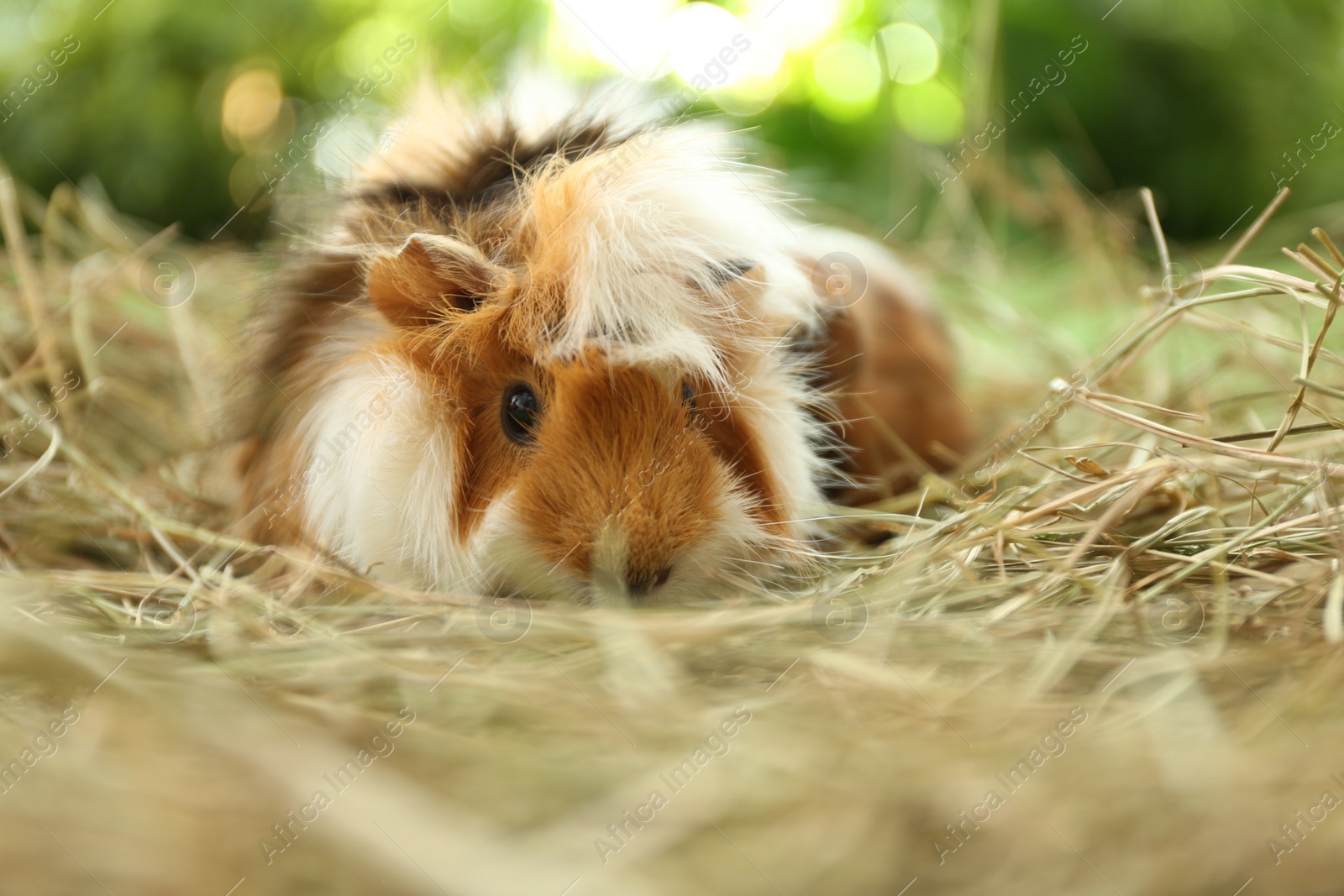 Photo of Cute funny guinea pig and hay outdoors, closeup