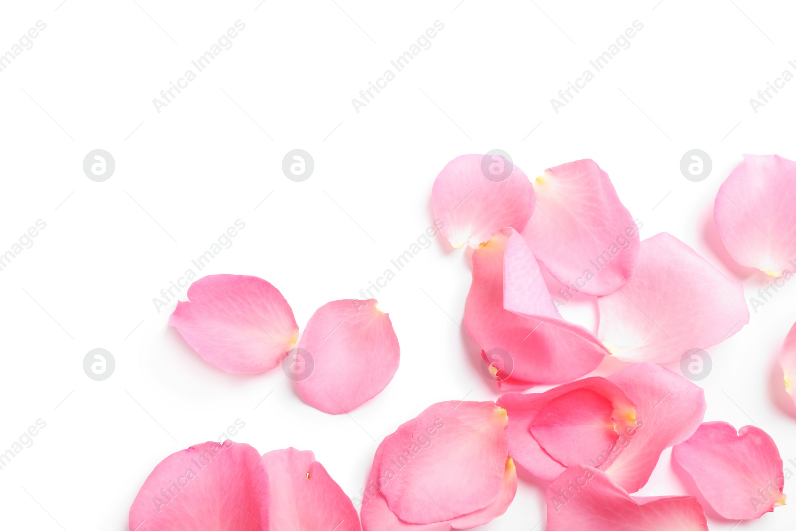 Photo of Fresh pink rose petals on white background, top view