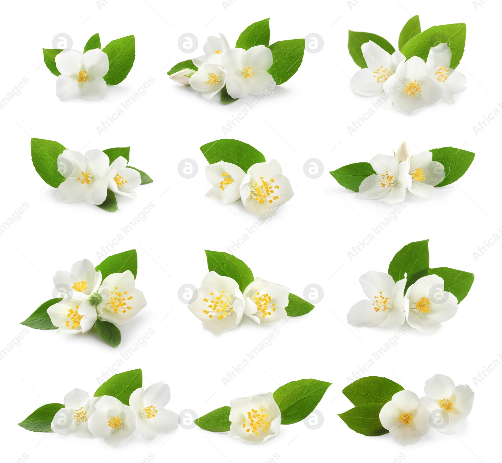 Image of Set with beautiful tender jasmine flowers and green leaves on white background 