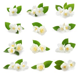 Image of Set with beautiful tender jasmine flowers and green leaves on white background 