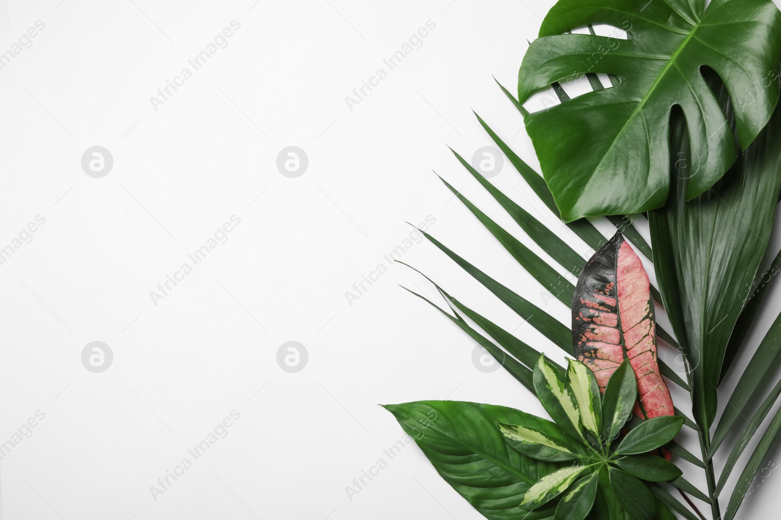 Photo of Flat lay composition with tropical leaves and space for text on white background