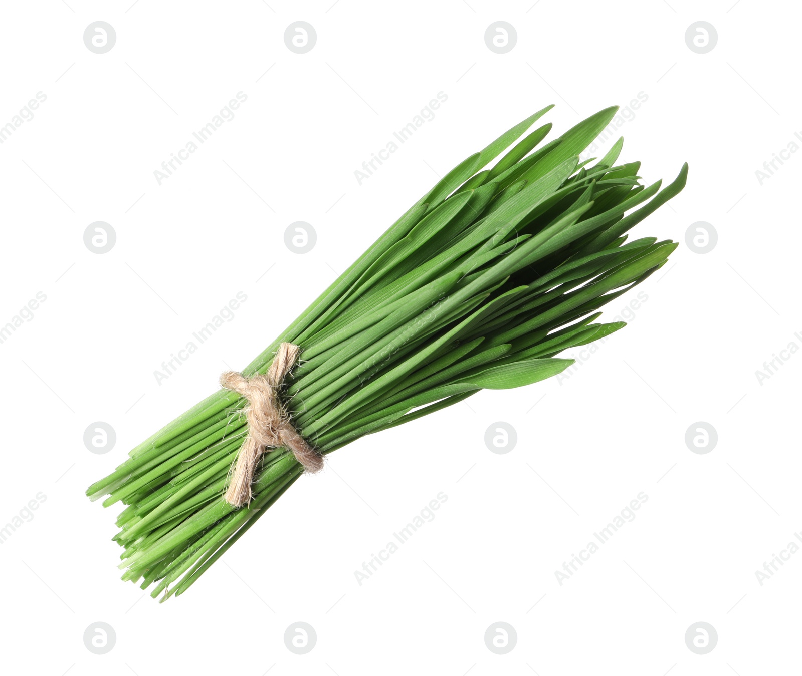 Photo of Bunch of fresh wheat grass sprouts isolated on white