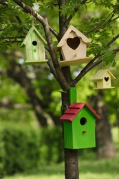 Different colorful bird houses on tree outdoors