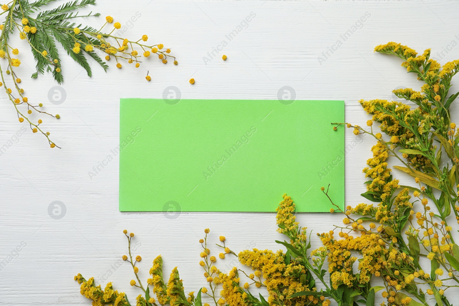 Photo of Green card and fresh mimosa flowers on white wooden table, flat lay. Space for text