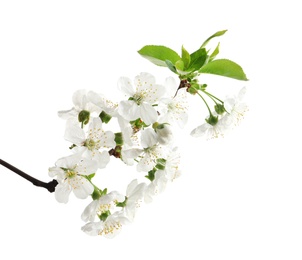 Photo of Beautiful blossoming branch on white background