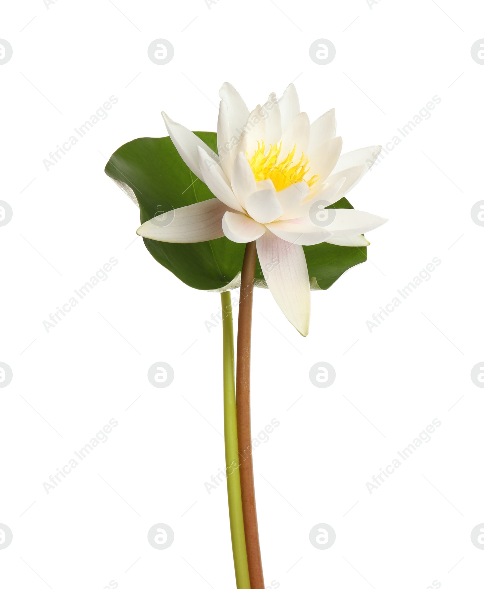 Photo of Beautiful blooming lotus flower with green leaf isolated on white