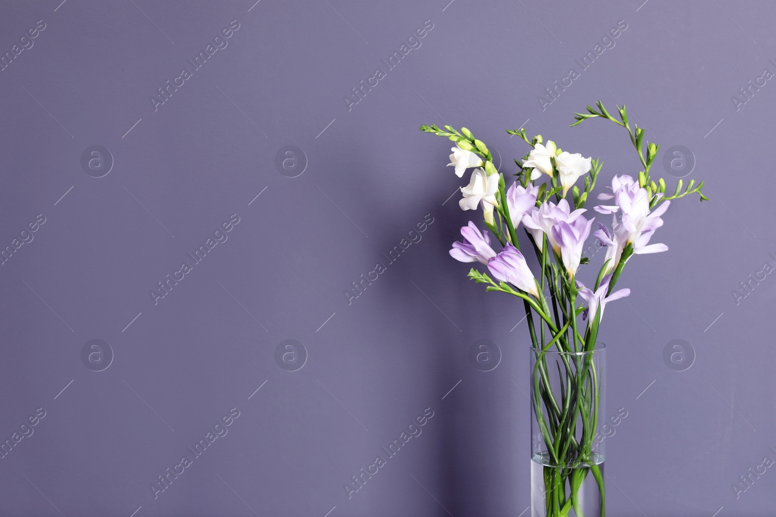 Photo of Beautiful fragrant freesia flowers in vase and space for text on color background